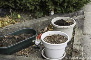 Remains of the day - soil and gnomes getting ready for winter sleep