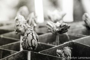 cacao tree seedlings