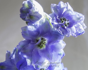 Backlit delphinium