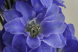 Delphinium-4