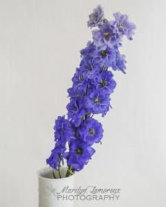 Delphinium-3