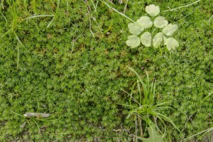 Moss and other ordinary miracles