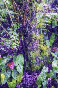 Verdant Fern Garden