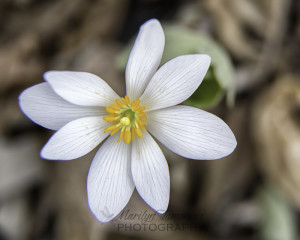 Bloodroot flower 6