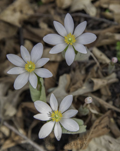 Bloodroot flowers 5