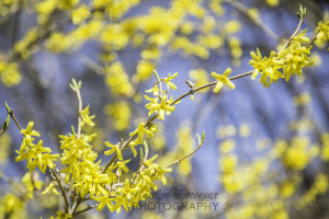 forsythia branches & blue sky