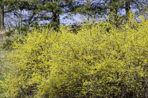 forsythia bush