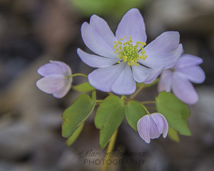 Rue Anemone