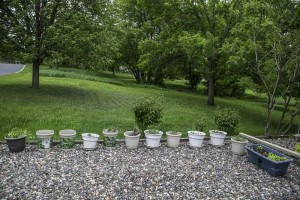 Container Garden