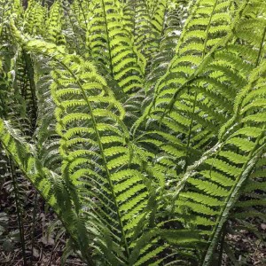 Fern Splendor