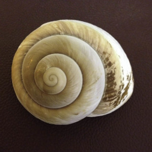 Spiral Shell