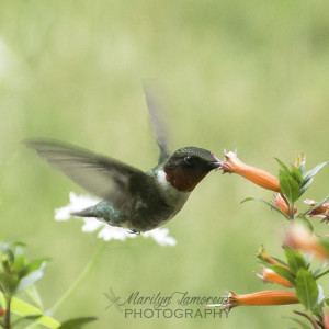 hummingbird closeup