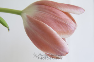 tulip-1