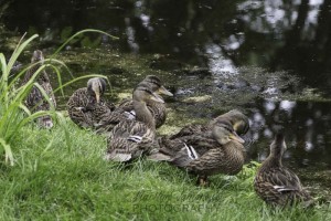 Mallard Family Hanging Out Beside the Pond