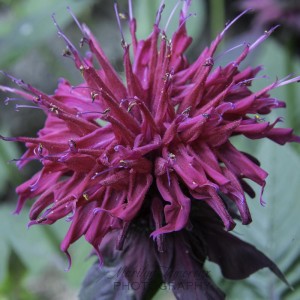 Bee Balm Flower in my Garden