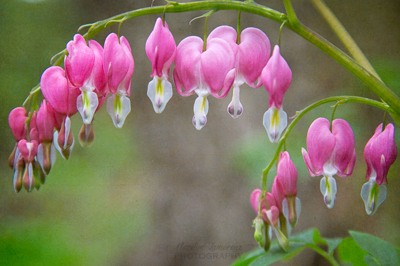 Bleeding Hearts