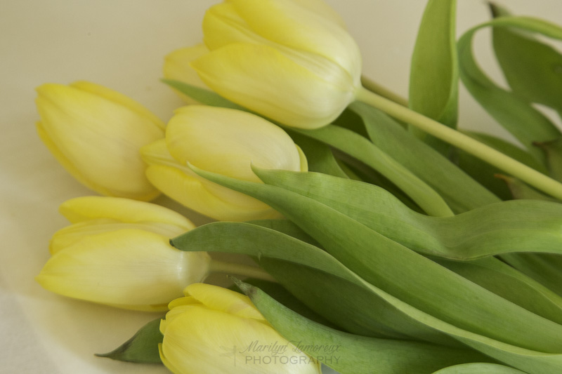 yellow tulips