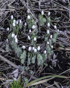 A circle of bloodroot flower buds at Minnehaha Falls Park.