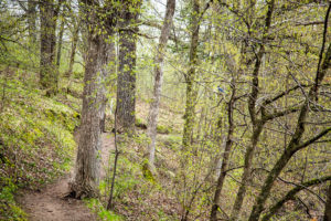 Spring emerges in the woods - notice the beautiful blue jay on the right