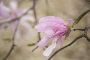 Pink Magnolia Flower