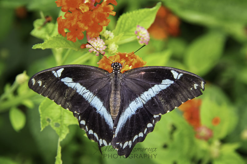 Butterfly Bliss