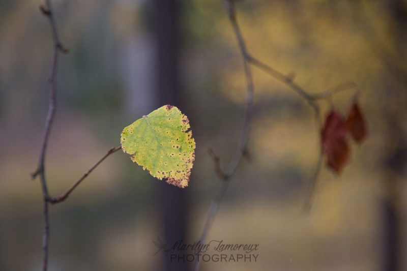 fall glory