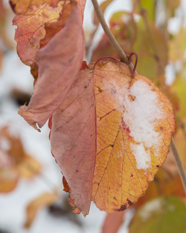 First Snow