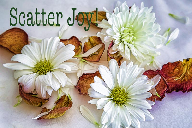 Scatter Joy