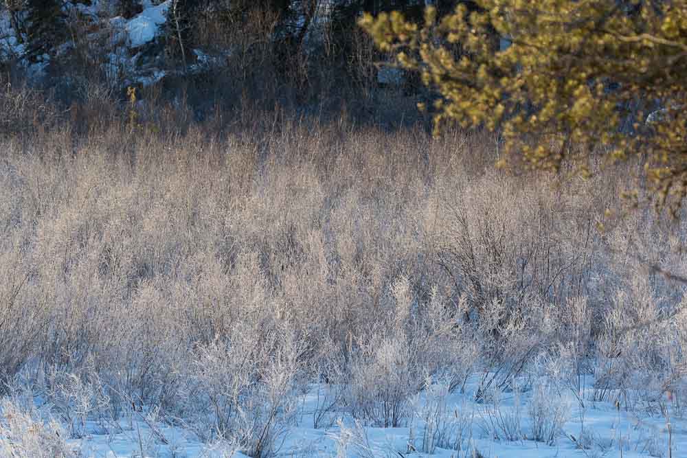 frosty morning