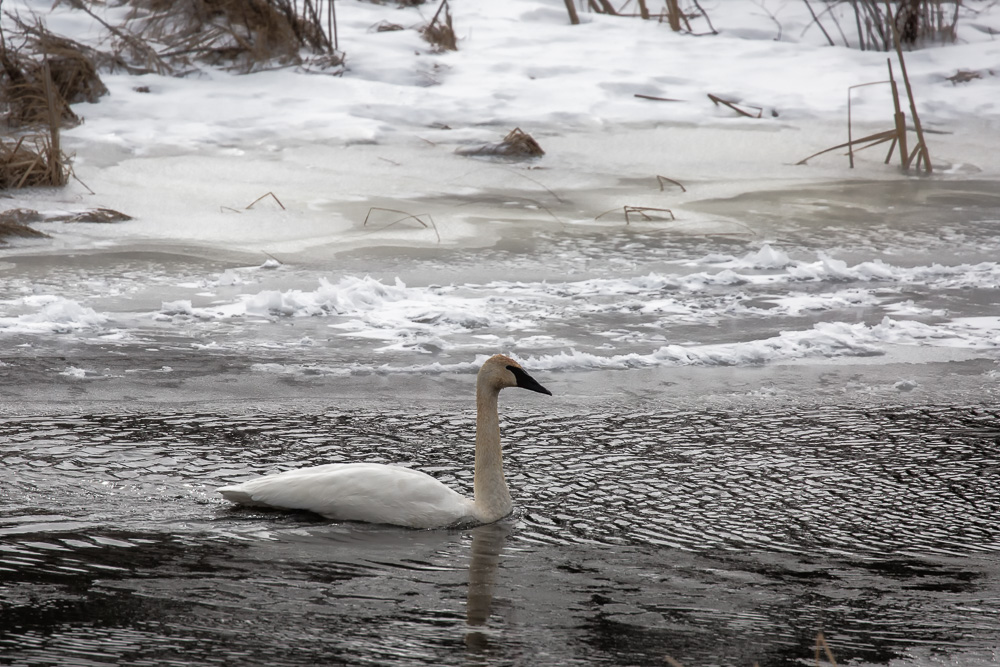 Trumpeter Swans