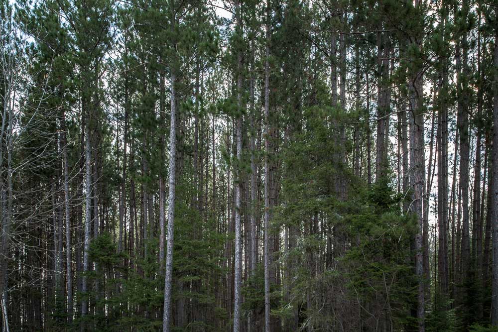 North Woods Breathing Room