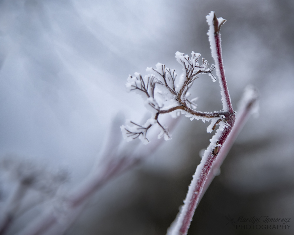 Merry Christmas, frost-covered twig