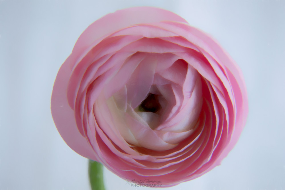 ranunculus flowers