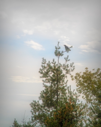 Park Point, Duluth, north shore, crow