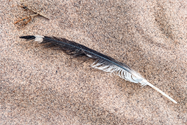 feather, sand, Park Point Beach, Lake Superior, Duluth, Minneosta, north shore