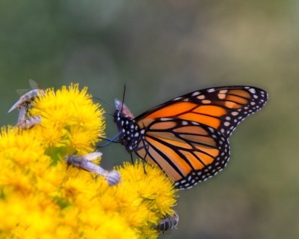 Monarch butterfly, goldenrod flower, Gooseberry Falls State Park, north shore