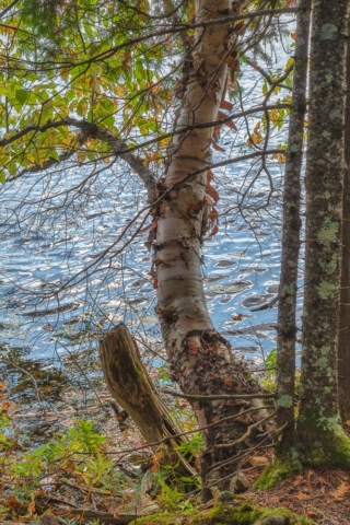 George H Crosby Manitou State Park, Benson Lake, birch tree