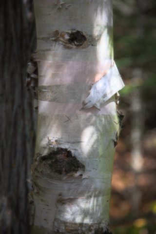 Birch Tree, north shore