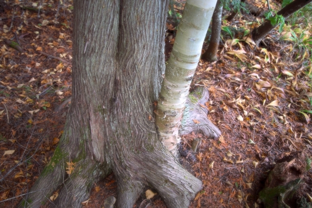 tree trunks, white cedar, birch