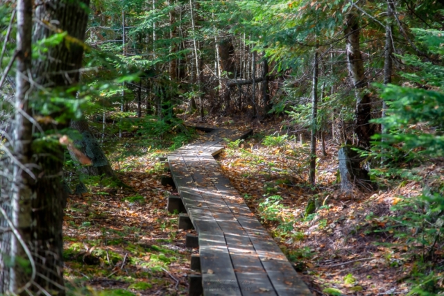 fall, path, George H Crosby Manitou State Park