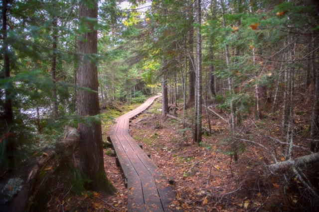 forest path, George H Crosby Manitou State Park, northern Minnesota