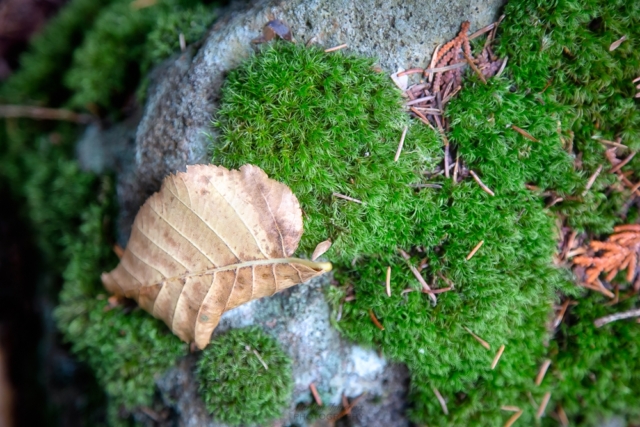 Forest floor, northern Minnesota