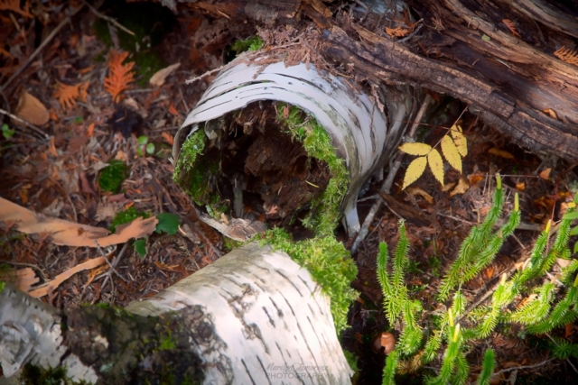 birch bark, forest floor, northern Minnesota