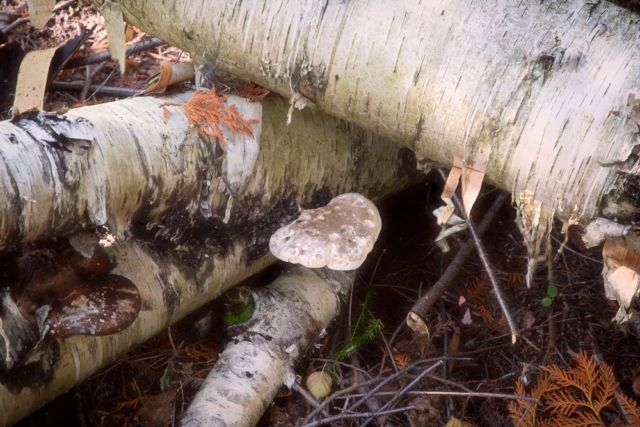 mushroom, birch tree, forest floor