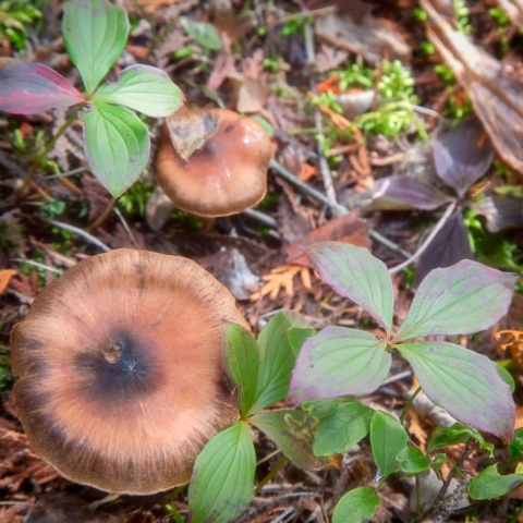 North woods plants