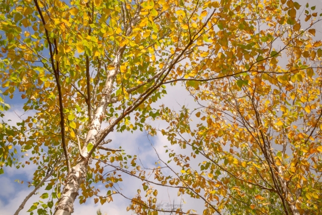 golden birch tree leaves