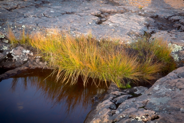 Lake Superior, grass, rocks