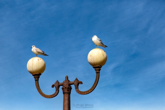 Two gulls, Canal Park, Duluth, MN