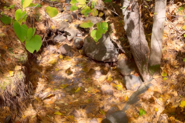 dappled sunshine, fall leaves, pine needles