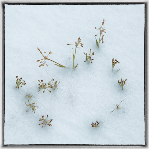 spring snowfall, wild altars, north woods Minnesota